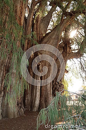 The huge Tree of Tule, El Arbol del Tule, sun shining through its branches, Oaxaca, Mexico Stock Photo