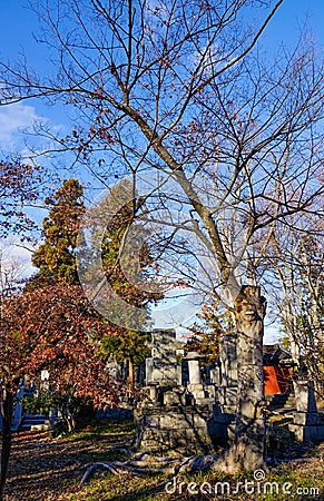 Huge tree at Zenkoji Temple in Nagano, Japan Stock Photo