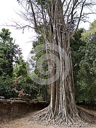 Huge trees with a powerful root system Stock Photo