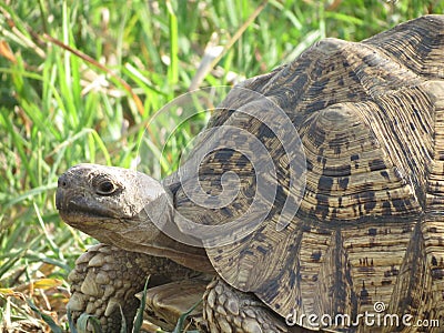 A huge turtle Stock Photo