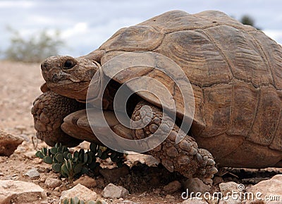 Huge turtle crawling Stock Photo