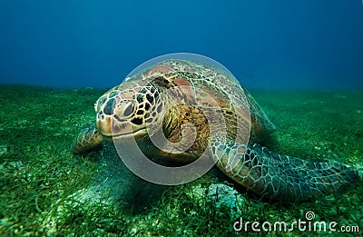 Huge turtle eating seaweed underwater Stock Photo