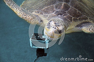 A huge turtle is looking into an action camera. turtle in the Sea saving animals turtles Conservation Research Project in Bentota Stock Photo