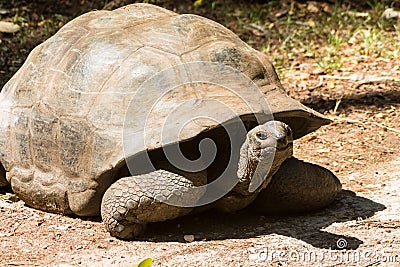 Huge turtle in the wild nature of Africa Stock Photo