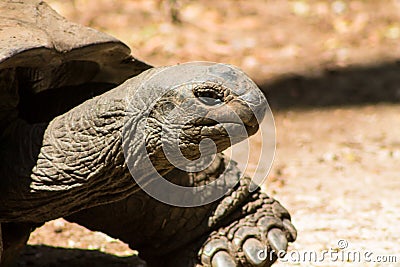 Huge turtle in the wild nature of Africa Stock Photo