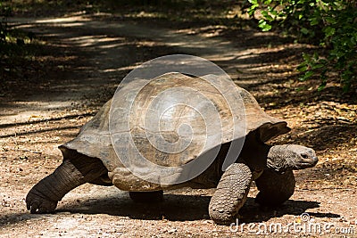 Huge turtle in the wild nature of Africa Stock Photo