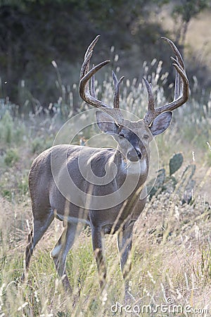 Huge typical whitetail buck in vertical photograph Stock Photo