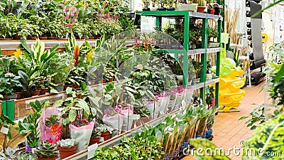 Huge variety of home potted plants in the garden section of the building materials hypermarket during the seasonal sale. Sale of Stock Photo