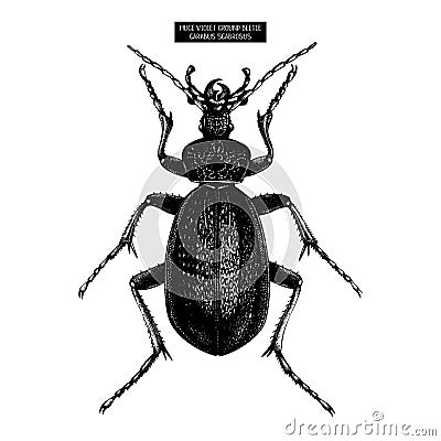 Huge Violet Ground Beetle hand drawn Illustration. Vintage illustrations of black bug sketch on white background. Vector insects Cartoon Illustration