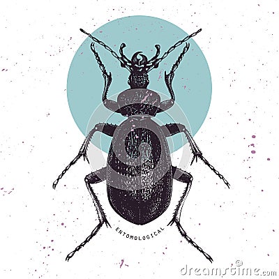 Huge Violet Ground Beetle hand drawn Illustration. Vintage illustrations of black bug sketch on white background. Vector insects Cartoon Illustration