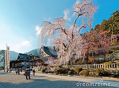 A huge weeping cherry tree Sakura with giant branches of flourishing blossoms by the traditional Japanese architectures Editorial Stock Photo