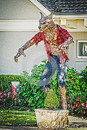 Huge Werewolf Halloween Decoration with rippled shirt and pants outside residential home with flower beds Editorial Stock Photo