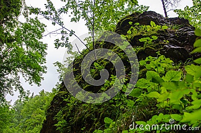 Huge wet stone rock overgrown with plants in summer mountain forest with foliar trees in Gaucasus, Mezmay Stock Photo