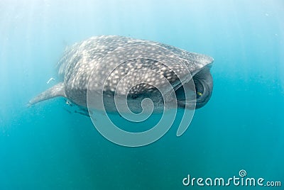 A huge whale shark accompanied by a small school of cleaner fish Stock Photo
