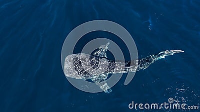 Huge whale shark during surface swimming near Ningaloo, Australia Stock Photo