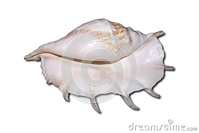 Huge white sea shell with a pearl tone Stock Photo