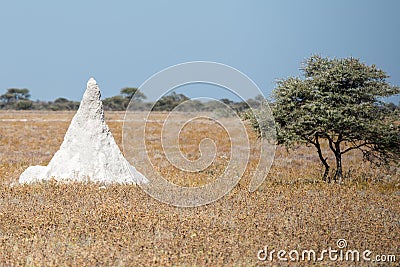 A huge white termitary is almost the same height as a tree Stock Photo