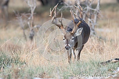 Huge whitetail buck searching for doe in heat Stock Photo