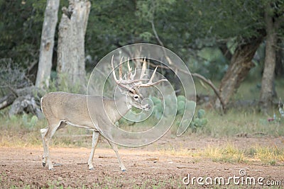 Huge whitetail buck searching for doe Stock Photo