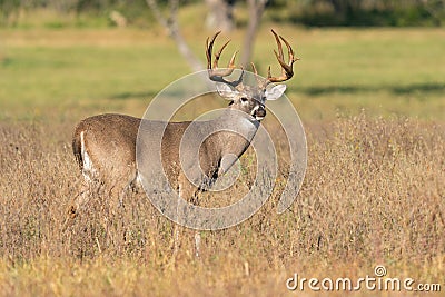 Beautiful calendar photo of big whitetail buck Stock Photo
