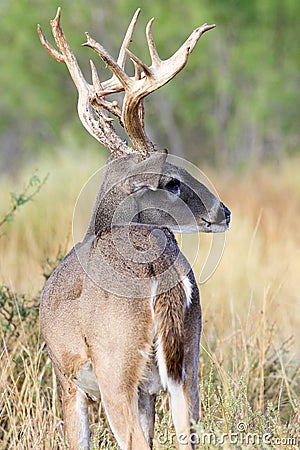 Huge whitetail bucking prairie grass Stock Photo