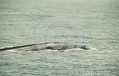 Huge Wild blue whale dives in indian ocean. Wildlife nature background. Adventure travel, tourism industry. Mirissa, Sri Lanka. Pr Stock Photo