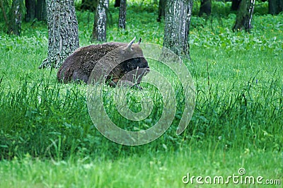 Huge wilde Polish bison zubr in Polish forest. Stock Photo