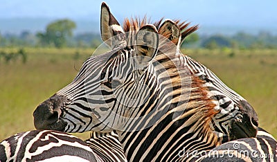 Hugging zebras Stock Photo