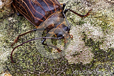 Huhu beetle, a longhorn beetle of Aotearoa, New Zealand Stock Photo