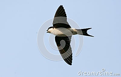 Huiszwaluw, Common House Martin, Delichon urbicum Stock Photo