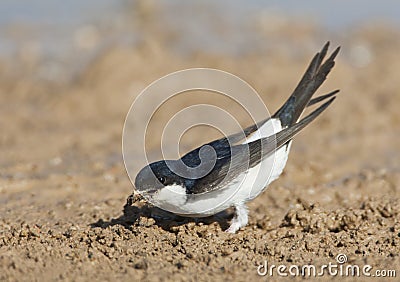 Huiszwaluw, Common House Martin, Delichon urbicum Stock Photo