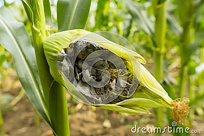Huitlacoche - Corn smut, fungus, Mexican truffle Stock Photo
