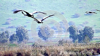 Hula Valley in spring colors. Israel. Stock Photo