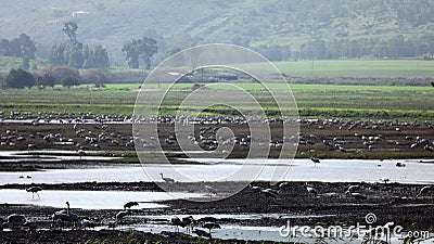 Hula Valley in spring colors. Israel. Stock Photo