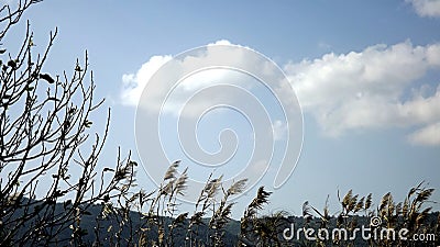 Hula Valley in spring colors. Israel. Stock Photo