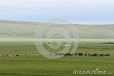 Beautiful natural scenery in summer with Colorful ï¼ˆyellow, green) grass and rolling hills. Stock Photo