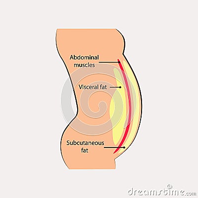 Human abdominal muscles. Ocation of visceral fat stored within abdominal cavity. Medical diagram. Vector Illustration