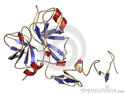 Human activated protein C APC, drotrecogin alfa, without Gla-domain. Has anti-thrombotic and anti-inflammatory properties. Used. Stock Photo