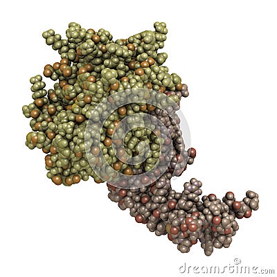 Human activated protein C (APC, drotrecogin alfa, without Gla-domain). Has anti-thrombotic and anti-inflammatory properties. Used Stock Photo