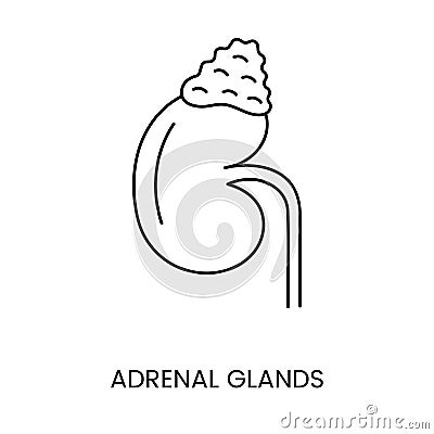 Human adrenal glands are an anatomical icon line in a vector, an illustration of the internal organ of the urinary Vector Illustration