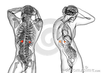 human adrenal glands Cartoon Illustration