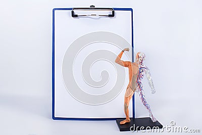 Human anatomical model and blank form Stock Photo