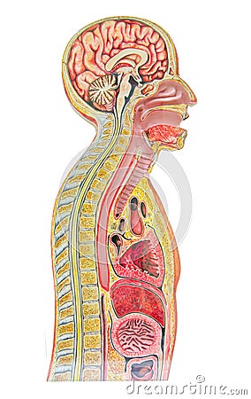 Human anatomical model isolated against a white background an of Stock Photo