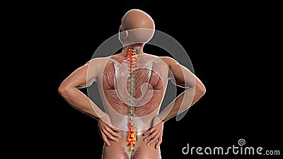 Anatomical vision back pain. Spine anatomy. 3D illustration Cartoon Illustration