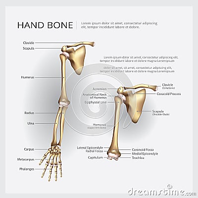 Human Anatomy Arm and Hand Bone Vector Illustration