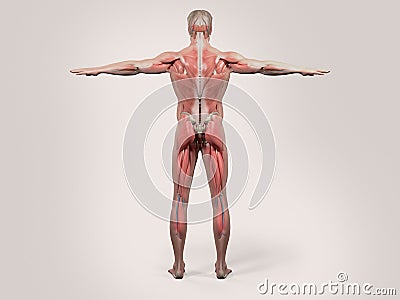 Human anatomy with back view of full body Stock Photo