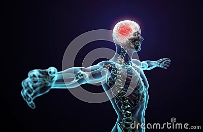 Human anatomy - central nervous system Cartoon Illustration
