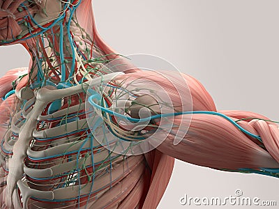 Human anatomy chest from low angle. Bone structure. Veins. On plain studio background.Human anatomy detail of shoulder. Muscle, bo Stock Photo