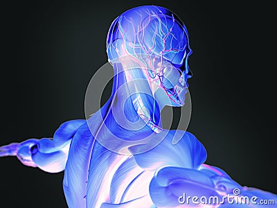 Human anatomy in 3D Cartoon Illustration