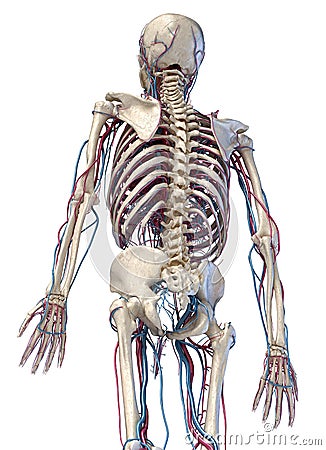 Human skeleton with veins and arteries. 3/4 upper part, back side Cartoon Illustration